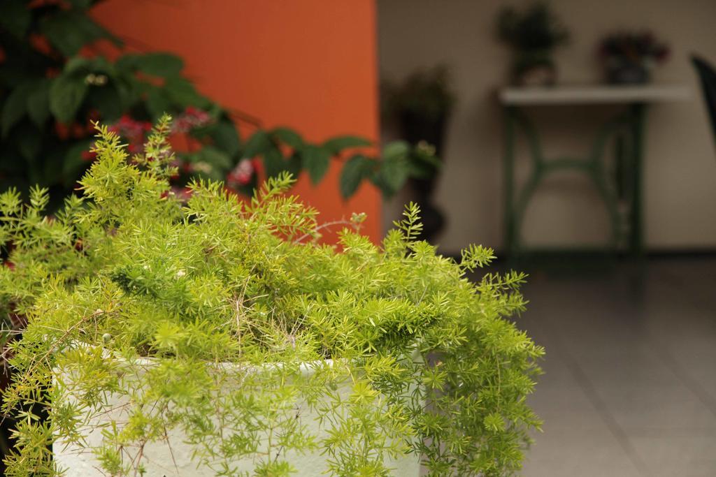 Hotel Jardim フォルタレザ エクステリア 写真