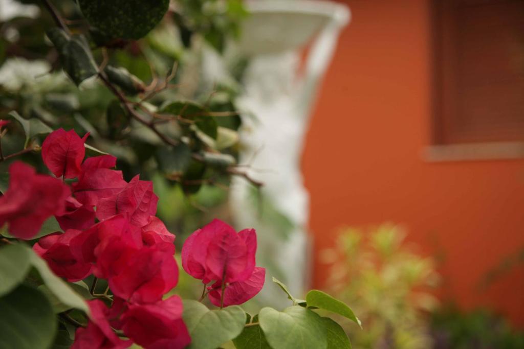 Hotel Jardim フォルタレザ エクステリア 写真